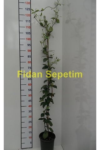 2 Yaş Arap Yasemini Fidanı