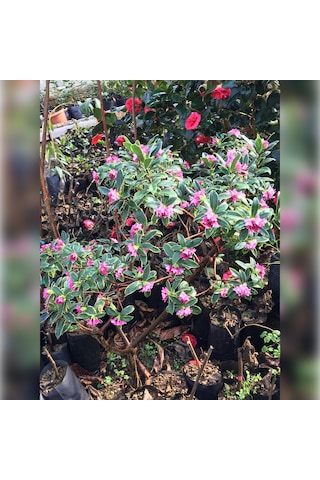Kafkas Gülü Daphne Kokulu 40-60 Cm