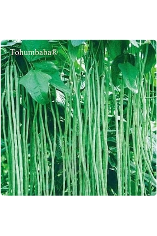 Tohumbaba Endeze Börülce Tohumu Pakette 20 Adet Tohum