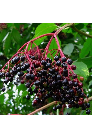 Tüplü Sambucus Nigra Kara Mürver Fidanı 3 Yaş