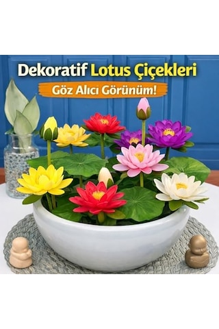 20 Adet Lotus Çiçeği Tohumu Nilüfer Çiçeği Karışık Renkli Orjinal Lotus Su Ve Toprakta Yetişir 20beyazcipso