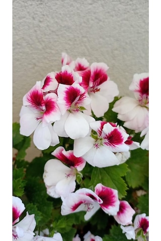 Ceylan Gözlü Sardunya Fide Kırmızı Beyaz 10-20 Cm