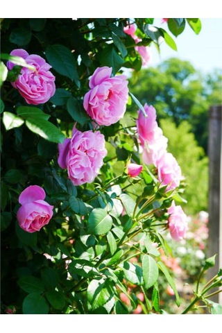 Vidolu Isparta Gülü Reçellik Pembe Renkli 20 50 Cm 1 Adet Aşılı Gül Pink Rose