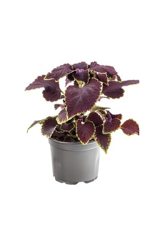 Nadir Tür Mor Renk Yaprak Güzeli Çiçeği 1 Adet Kolyos Purple Coleus