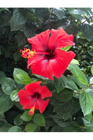 Videolu Japon Gülü Çiçeği Fidanı 3'lü Sarı Kırmızı Turuncu 40-60 Cm Saksılı Çiçekli Bodur Hibiscus
