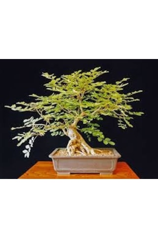Bodur Dişbudak Bonzai Ağacı Tohumu 5 Tohum + Bonsai Tohumu