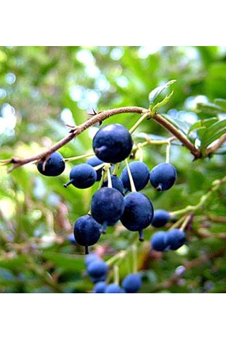 Bahçevilya Siyah Mersin Murt Fidanı 20-30 Cm Boylarında Tüplü