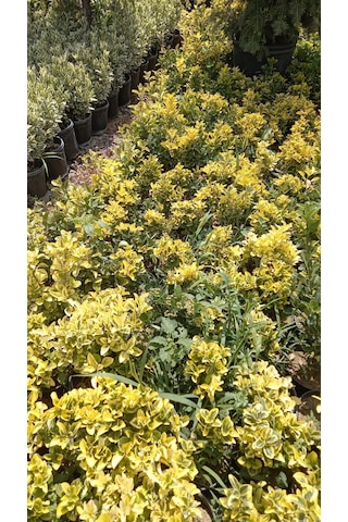 Altuni Taflan Fidanı 25-40 Cm 10 Adet