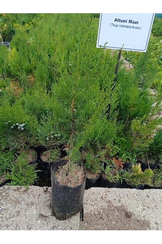 Altuni Mazı Fidanı Thuja Orientalis Aurea Tüplü Herdem Yeşil Bahçe Çit Bitkisi