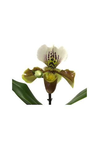 Paphiopedilum Insigne (Terlik Orkide)