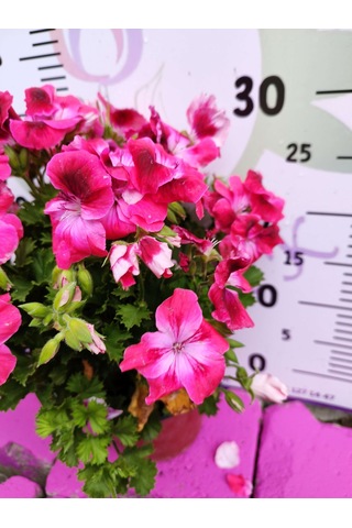 Pembe Ceylangözü Sardunya Pelargonium Domesticum - Renkli Süs Bitkisi