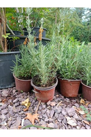 Yeşil Deniz Fidancılık Tüplü Lavanta Fidesi 20-30 Cm 5 Adet