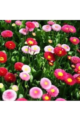 10 Adet Karışık Şeker Tabağı Çiçeği Tohumu Çiçek Tohumu Saksı Toprak Hediyemizdir