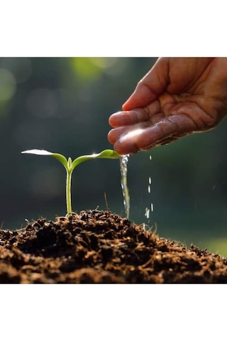 50 Adet Karışık Renk Dahlia Yıldız Çiçeği Tohumu + 10 Adet Karışık Renk Gül Tohumu