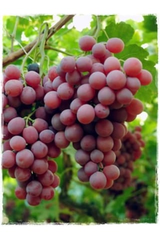 Pembemsi Kırmızı Üzüm Fidanı "red Globe" 1-2 Yaş Arası Tüplü