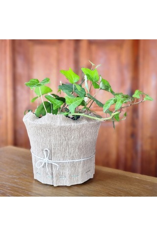 EGET Duvar sarmaşığı (Hedera helix)