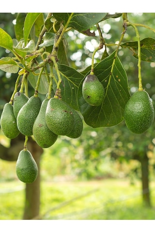 Aysenin Avokado Yağı / Avocado Oil 50 ML.