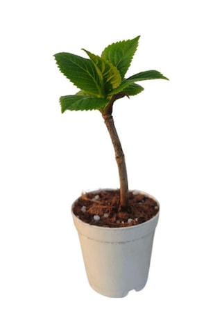 Pembe Renkli Mini Ortanca Çiçeği 1 Adet Saksılı 5-10 Cm İ/dış Mekan Bitkisi