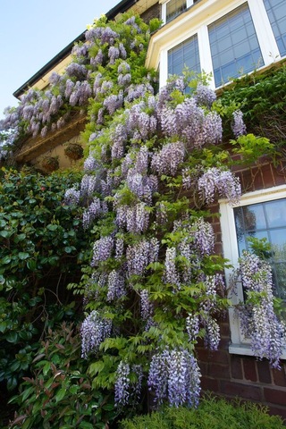 Mor Salkım 'wisteria Sinensis' / 100-120 Cm Sarılıcı Çiçekli Bitki