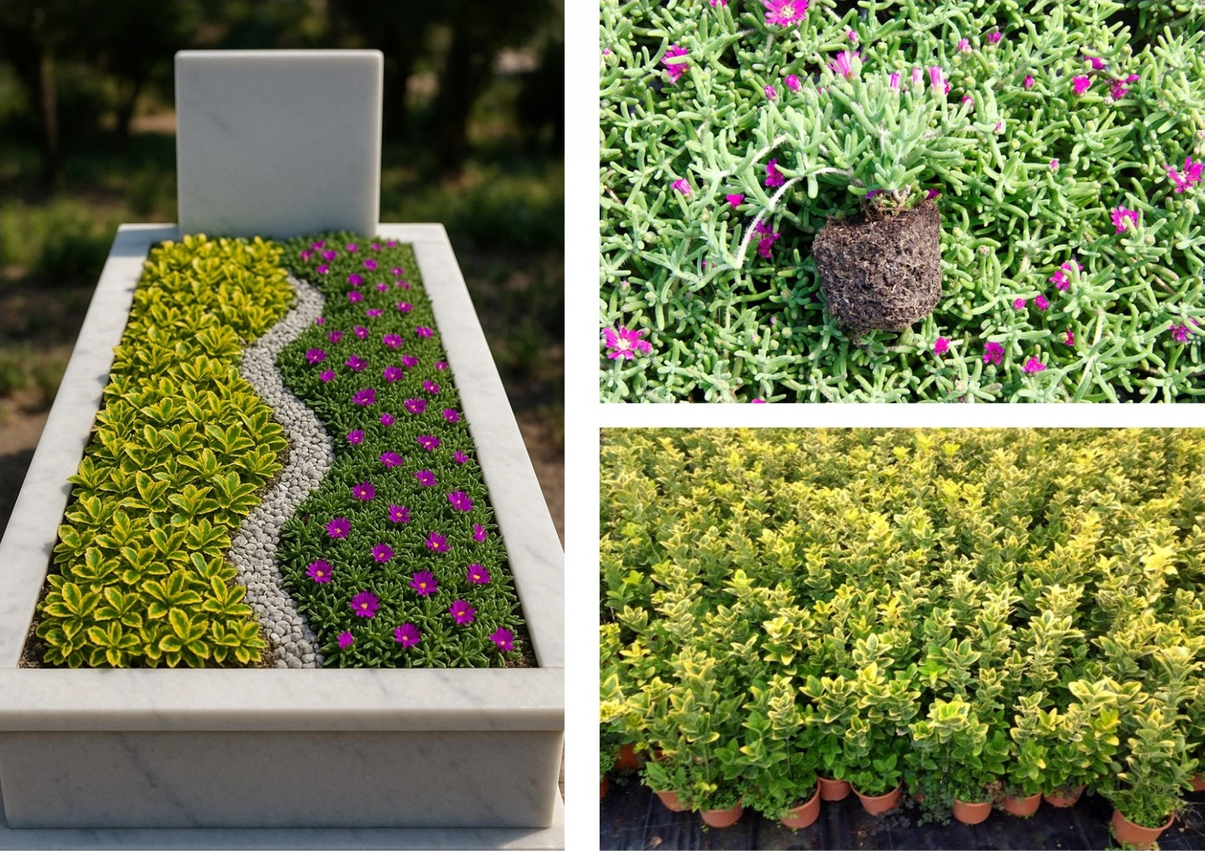 Mezar - Kabir Bitki Seti - 60 Adet 2 Çeşit Kalıcı Bitki Acem Hal