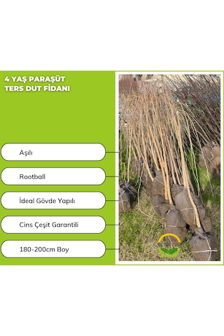 4 Yaş Paraşüt Ters Dut Fidanı