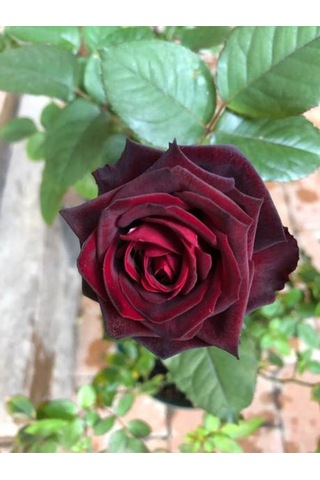Videolu Yediveren Bordo Kokulu Gül Fidanı 2 Adet Saklı/tüplü Bahçe Bitkisi 45-65 Cm Burgundy Rose