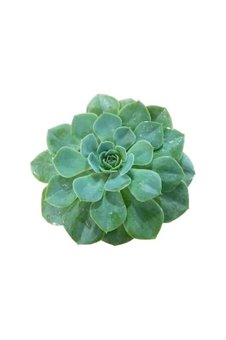 Büyük Boy Echeveria Pulidonis Sukulent