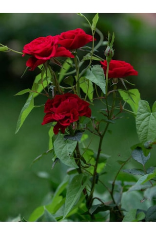 Videolu 1 Adet Kırmızı Gül Fidesi 10-15cm Saksılı\tüplü Red Rose Sapling