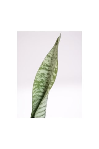 Çok Avantajlı Mini Paşa Kılıcı Sansevieria 30-40cm