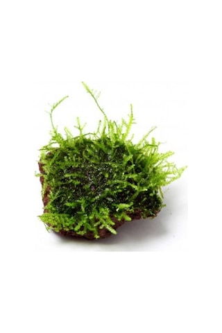 Kayaya Tutturulmuş Java Moss Vesicularia Dubyana