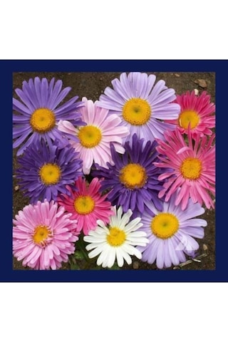 Kraliçe Papatyası Çiçeği Tohumu Papatya Tohumu Ekim Seti 10 Adet Tohum + Saksı + Toprak