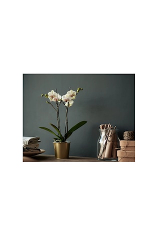 Ikea Daıdaı Çelik Saksı, Pirinç Rengi, 9 Cm -