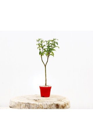 Bonsai Ligustrum Japonicum 3 Adet - Hediyelik Kırmızı Saksıda