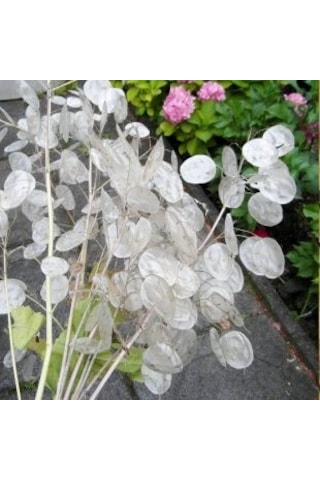 Sedef Çiçeği Tohumu 5 Tohum