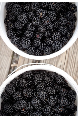 Bahçevilya 2 Yaşında Tüplü Jumbo Böğürtlen Fidanı