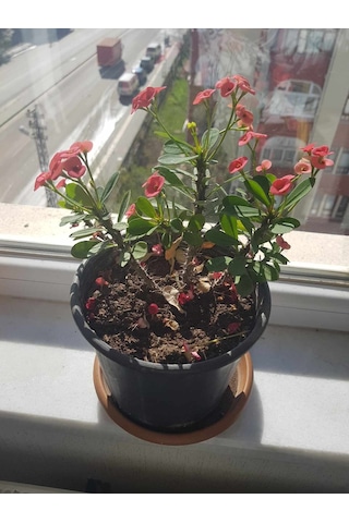 Dikenler Tacı Çiçeği Pembe Yetişmiş