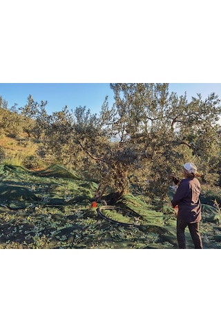 Zeytin Filesi - 95lik - Yeşil