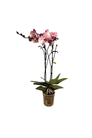 Phalaenopsis 'Rosa Pastello' (Pembe Orkide) Ø12 CM Y70-80 CM