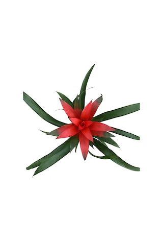 Guzmania Lingulata 'Red' (Guzmanya) Ø12 CM Y35-40 CM