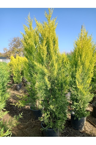 Büyük Limon Çamı Limon Selvi , Büyük Saksıda, 150 Cm. Boyunda, H