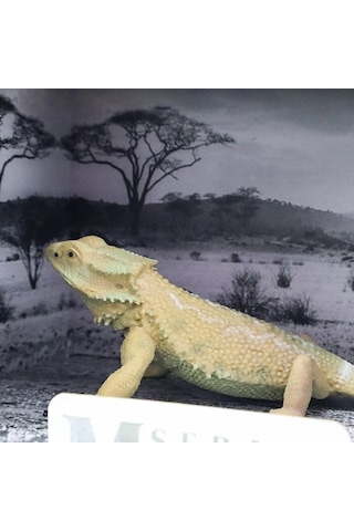 Animal World Vahşi Hayvanlar Sürüngenler 65806 Pogona