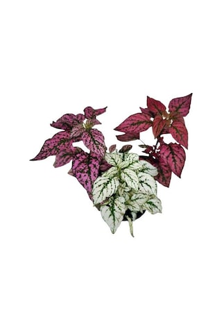 Üçlü Hypoestes Seti