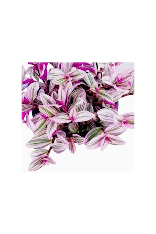 Pembe Telgraf Çiçeği Fidanı Nanouk Telgraf Çiçeği 10-20 Cm