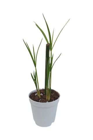 8'li Bitki Seti Mini Melek Kanadı+aleovera+pilea+kurdele+hedera+japon Şemsiyesi+areka+yeşim