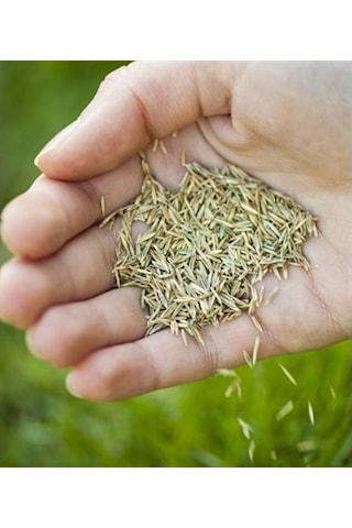 1 KG İthal 3Lü Karışım Çim Tohumu + Tohum
