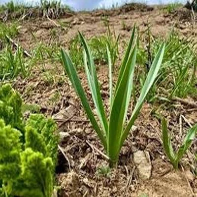 50 Adet Tohum Nadir Bulunan Yabani Doğal Şifalı Çiriş Otu Tohumu Sürpriz Hediye Tohum 50 Adet