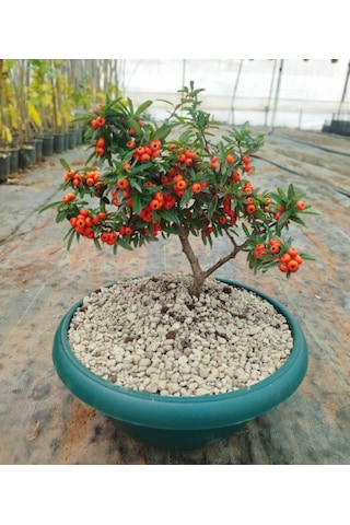 Bonsai Ateş Dikeni Pyracantha 5-6 Yaş