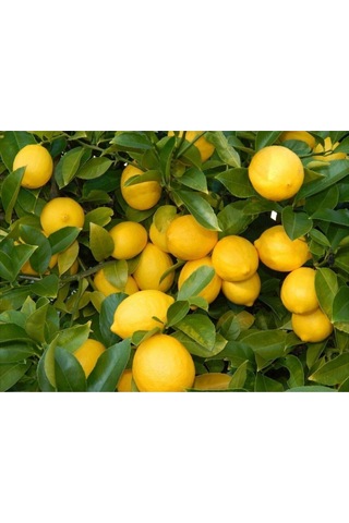 Tüplü Yediveren Limon Fidanı 2 Yaş Aşılı 90-150 Cm
