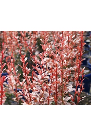 Kırmızı Berberis - Renkli Çit Bitkisikırmızı Berberis