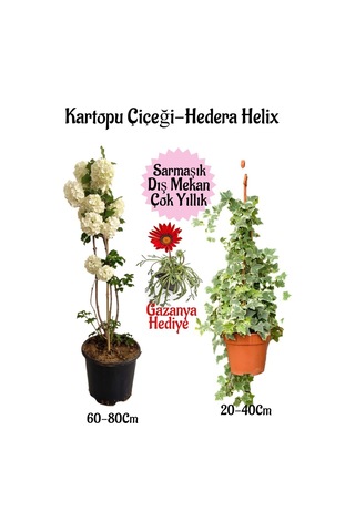 Kartopu Çiçeği 1 Adet +hedera Helix 1 Adet+sarı Gazanya Hediye Saksılı Bahçe Seti